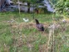 Bild 18