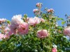 Bild 20 - Terrass