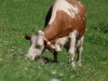 Bild 13