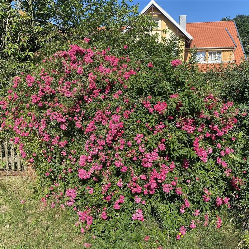 Bondegård - 2 personer -  - Vethem 22 A - 29664 - Walsrode