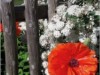 Bilde 4
