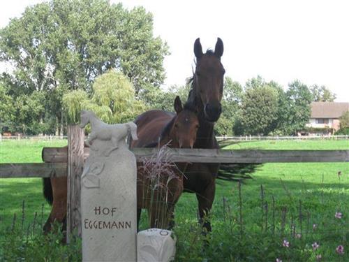 Ferienwohnung - 4 Personen -  - An der Kiebitzburg - 49565 - Bramsche