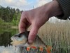 Billede 33
