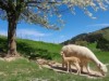 Bild 13