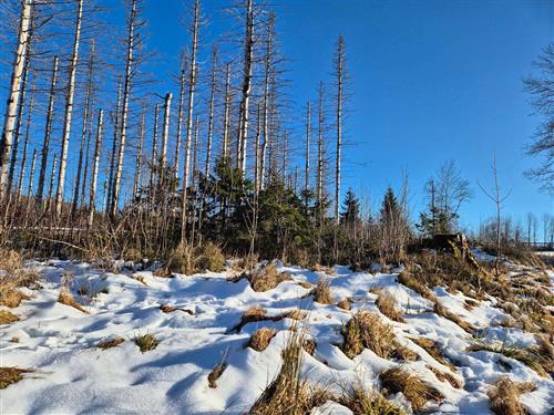 Ferielejlighed - 4 personer -  - Auf dem Glockenberg 42 / - 38707 - Altenau