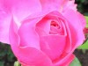 Bilde 5