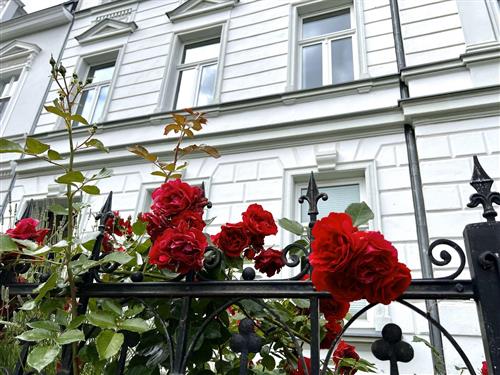 Ferielejlighed - 2 personer -  - Olof-Palme-Platz - 18439 - Stralsund