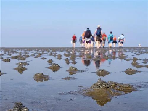 Vacation center - 6 persons -  - Brachvogelweg - 26349 - Jade / Sehestedt