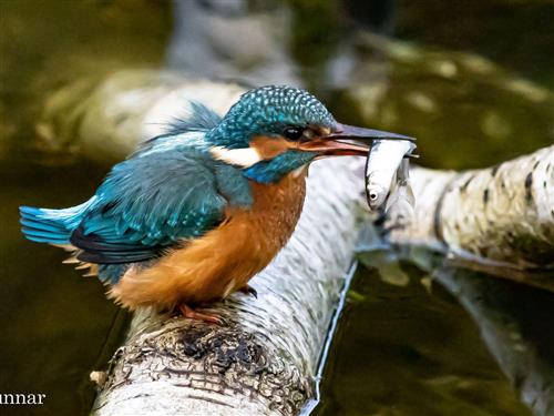 Ferienhaus - 5 Personen -  - Hans-Beimler-Straße 16 B - 17194 - Hohen Wangelin