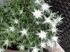 Bild 33