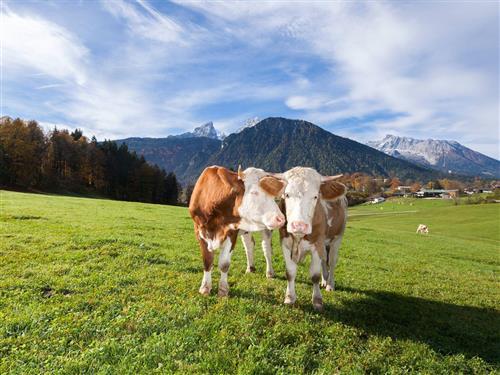 Gård - 2 personer -  - Sulzbergweg - 83471 - Schönau Am Königssee