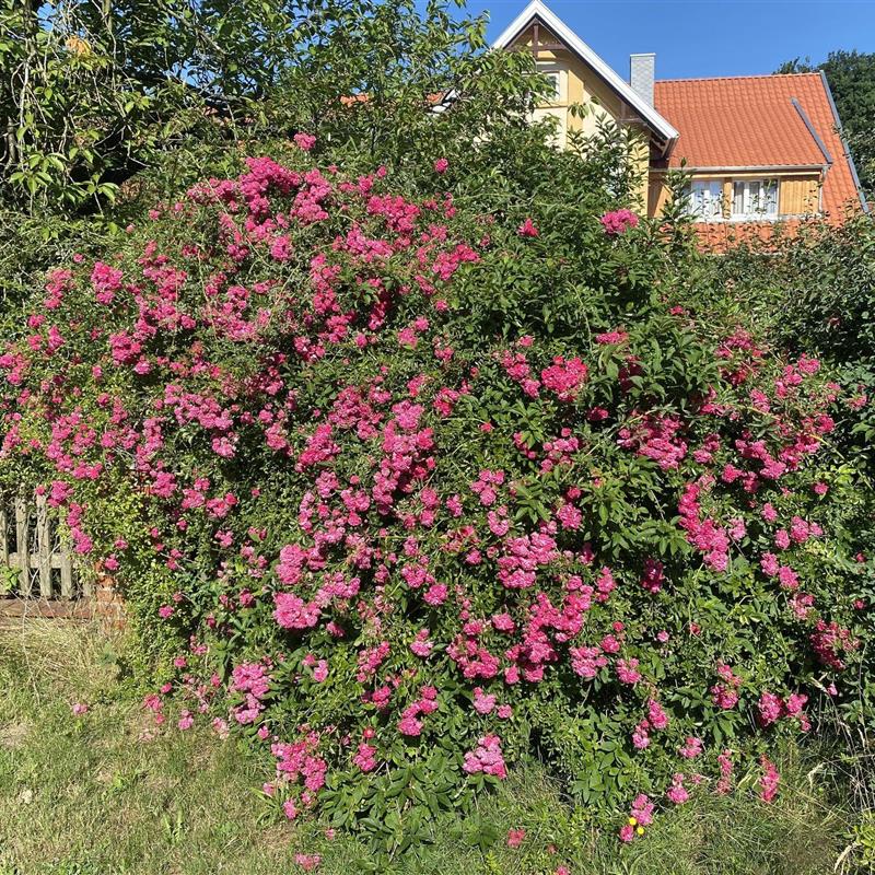 Bondegård - 2 personer -  - Vethem 22 A - 29664 - Walsrode