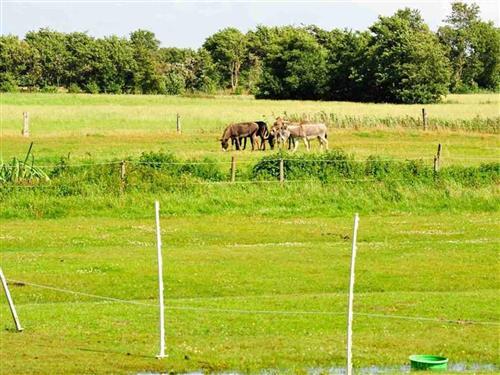 Ferienhaus - 3 Personen -  - Wiesenweg - 25826 - St. Peter-Ording