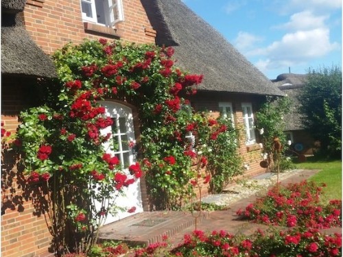 Ferienhaus - 4 Personen -  - 25946 - Amrum- Nebel