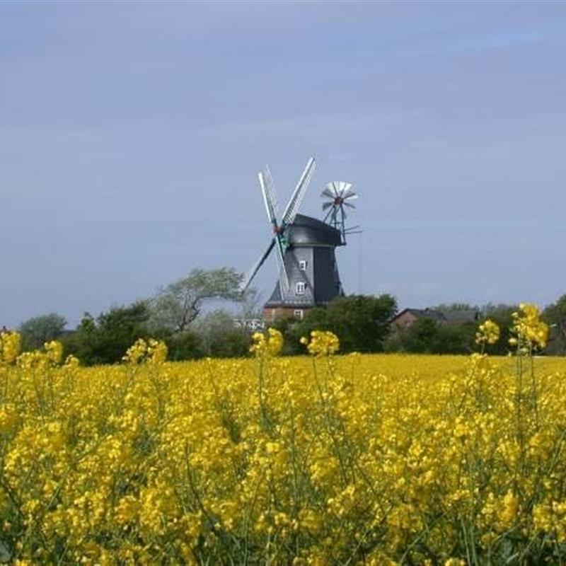 Ferielejlighed - 4 personer -  - Gmelinstraße - 25938 - Wyk