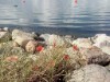Billede 54 - Udsigt over vand