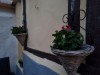 Billede 19