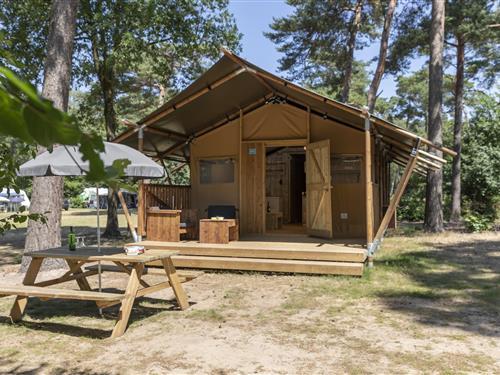 Glamping telt - 6 personer -  - 5731AA - Mierlo