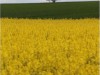 Afbeelding 29