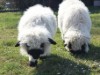 Bild 10