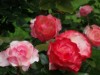 Billede 4