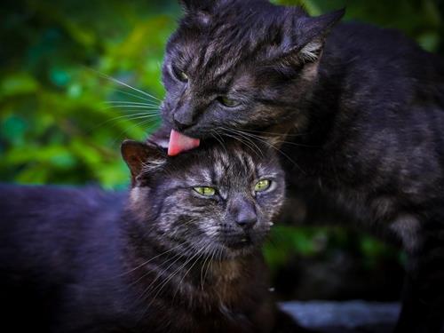 Bondegård - 6 personer -  - Schinking - 5760 - Saalfelden Am Steinernen