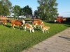 Billede 3
