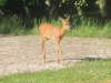 Bild 54