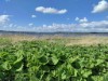 Bild 31 - Blick über's Wasser