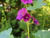 Bild 17