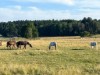 Bilde 5 - Ude
