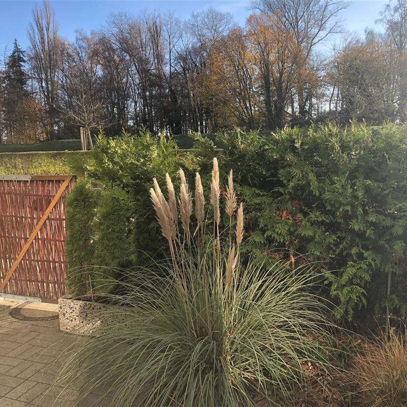 Ferielejlighed - 4 personer -  - Leuchtturmweg - 23746 - Kellenhusen