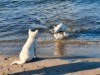 Billede 24