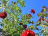 Bilde 8