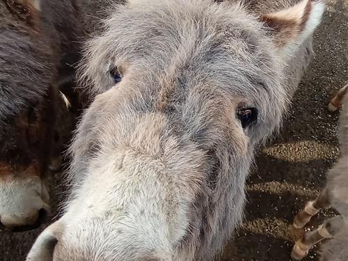 Campingvogn - 2 personer -  - Ortsstraße - 07907 - Löhma