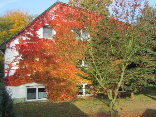 Feriehus - 4 personer -  - 16775 - Gransee