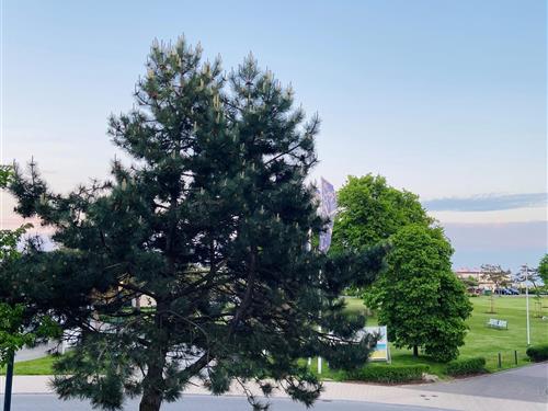 Ferielejlighed - 2 personer -  - Strandallee - 23743 - Grömitz