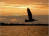 Bilde 34