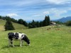 Billede 4