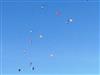 Bilde 28