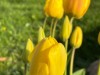 Billede 11