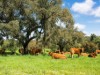 Bild 32