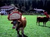 Bild 31