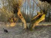 Bild 19