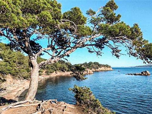 Ferienwohnung - 5 Personen -  - Rsd la pinède Bl. Als. Lor - 83400 - Hyères