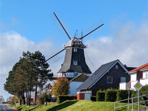 Ferielejlighed - 2 personer -  - Mühlenstraße - 26409 - Carolinensiel