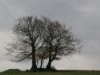 Image 16