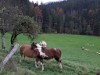 Billede 48