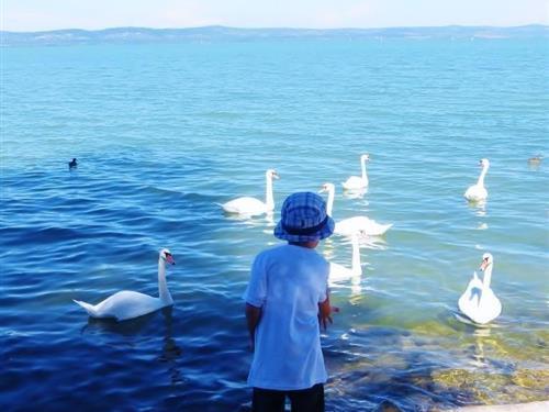 Fritidshus - 16 personer -  - Uj elet u. - 8624 - Balatonszárszó