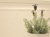Billede 6